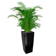 Yellow Palm In Gq4 Pot (L28Cmxw28Cmxh55Cm)